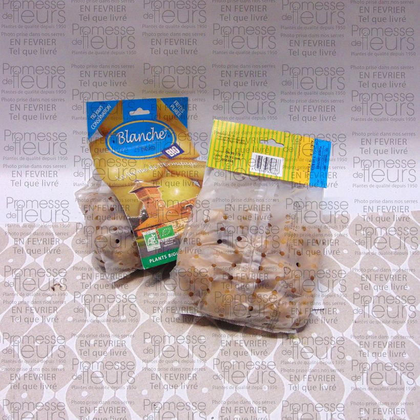 Exemple de spécimen de Pommes de terre Blanche Bio - Solanum tuberosum Sac de 25 plants calibre 28/45 mm tel que livré