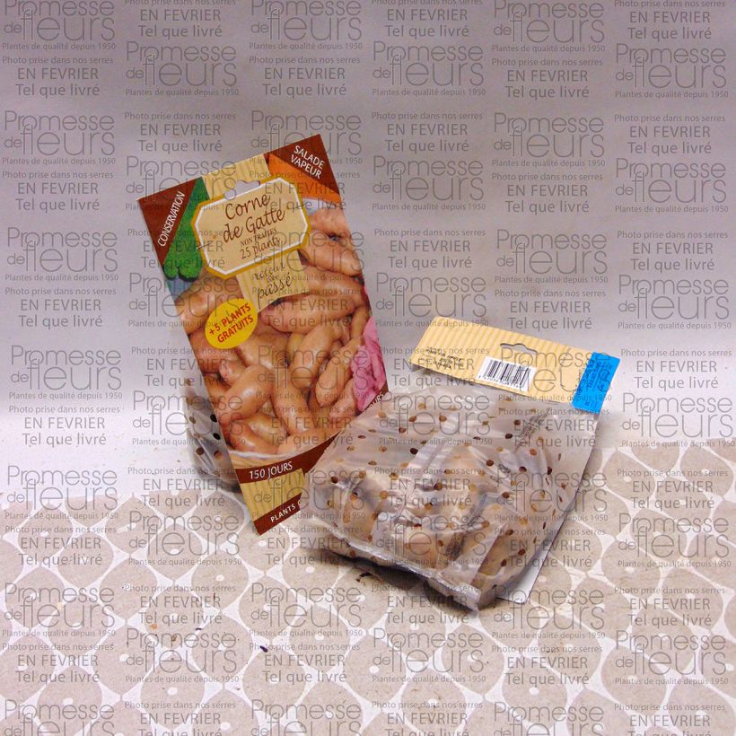 Exemple de spécimen de Pommes de terre Corne de Gatte (Pink Fir Apple) Sac de 25 plants calibre 25/35 mm tel que livré