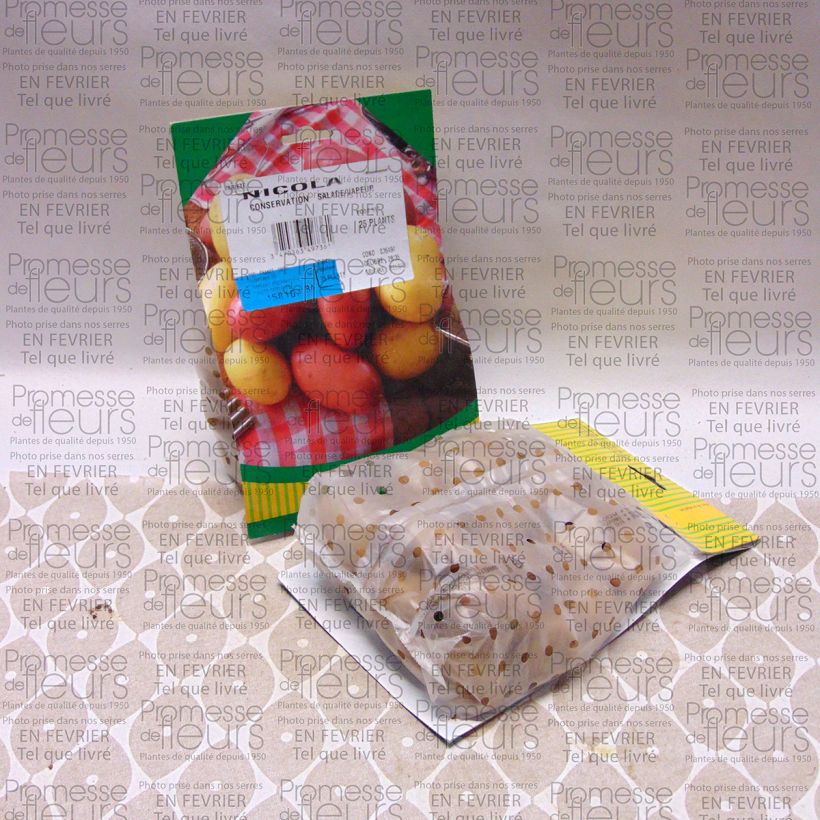 Exemple de spécimen de Pommes de terre Nicola - Solanum tuberosum  Sac de 25 plants calibre 28/35 mm tel que livré