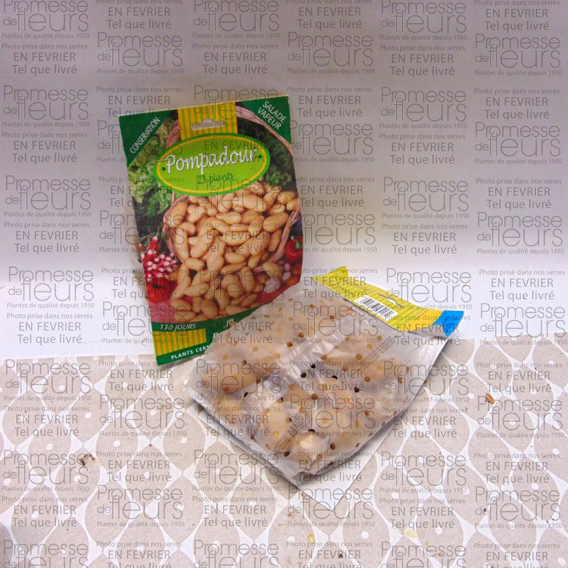 Exemple de spécimen de Pommes de terre Pompadour - Solanum tuberosum Sac de 25 plants calibre 25/32 mm tel que livré