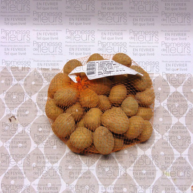 Exemple de spécimen de Pommes de terre Resy - Solanum tuberosum Pièce calibre 28/35 mm, Sac de 1,5Kg (env. 50 plants) tel que livré