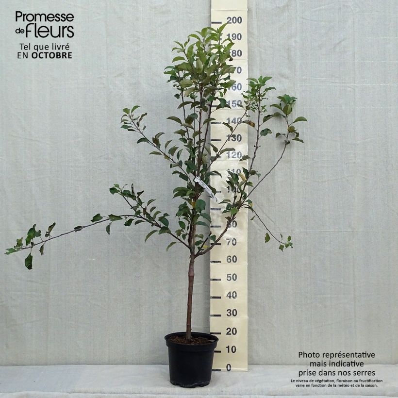Spécimen de Pommier Antares Pot de 7,5L/10L, Gobelet tel que livré en automne