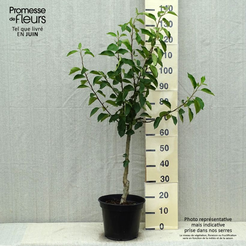 Spécimen de Pommier Ariane Pot de 7,5L/10L, Gobelet tel que livré en été