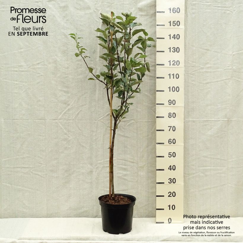 Spécimen de Pommier Belle de Boskoop Pot de 7,5L/10L, Gobelet tel que livré en automne
