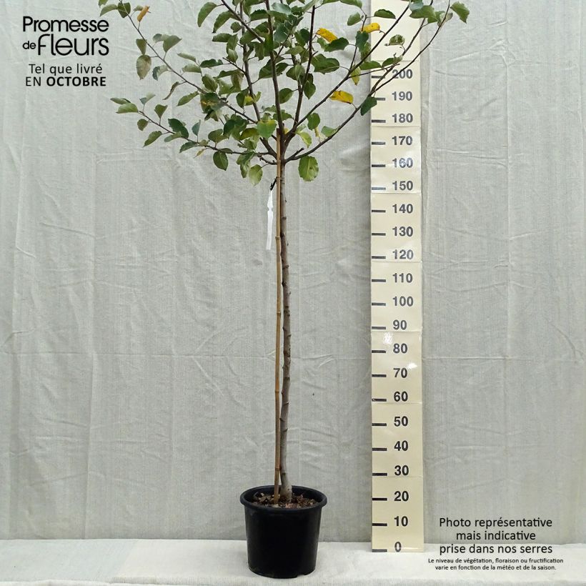 Spécimen de Pommier Belle de Boskoop Pot de 7,5L/10L, Demi-Tige tel que livré en automne