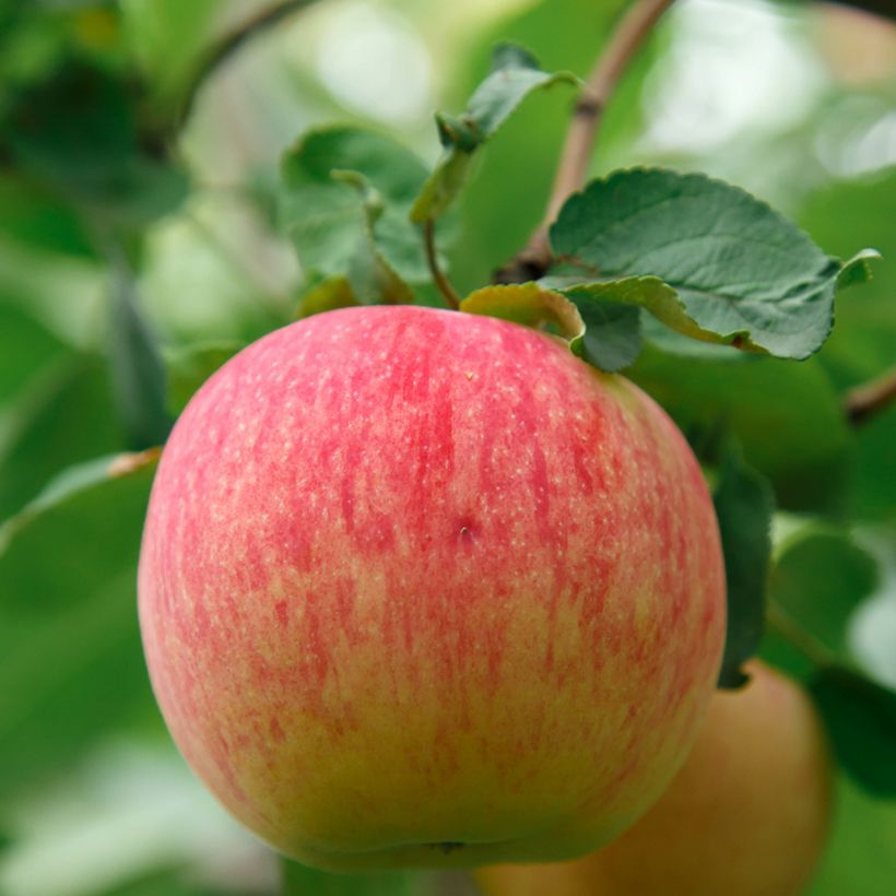 Pommier Bénédictin ou Reinette Normande Bio (Récolte)