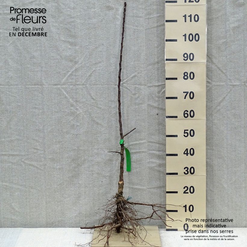 Spécimen de Pommier Châtaignier Bio Grandes Racines nues, Scion tel que livré en hiver