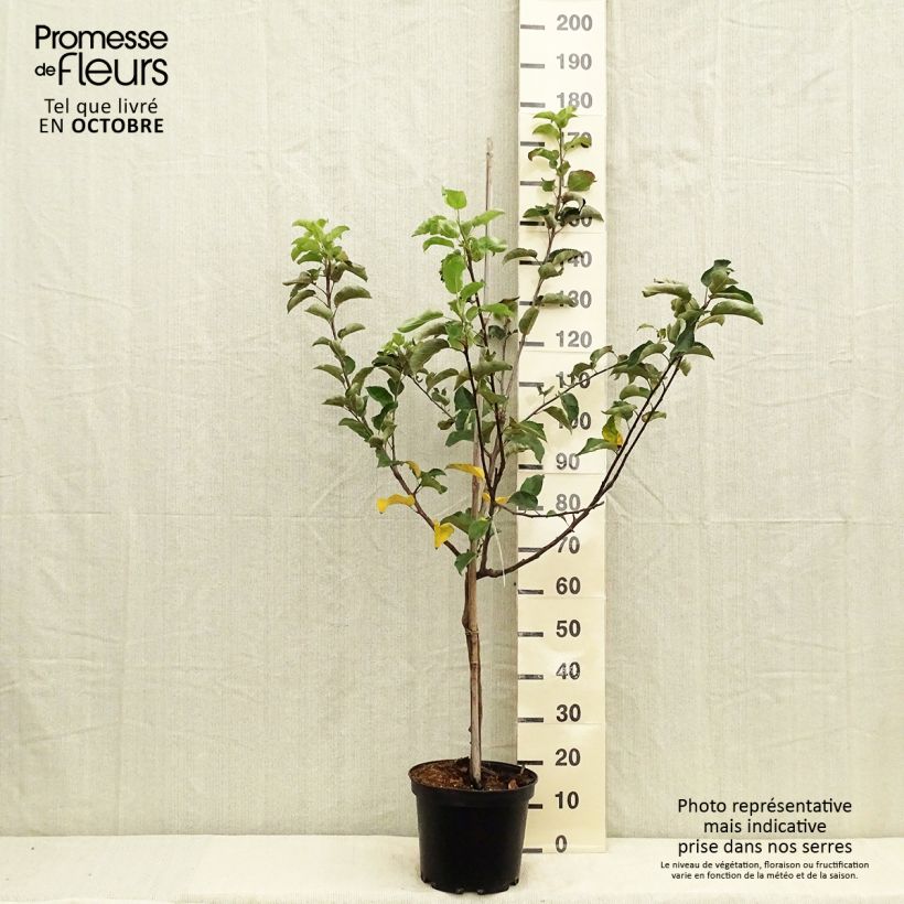 Spécimen de Pommier Choupette Pot de 7,5L/10L, Gobelet tel que livré en automne