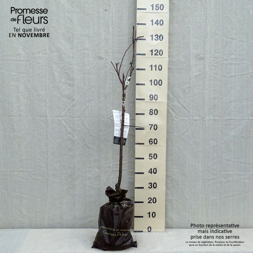 Spécimen de Pommier Cybèle - Georges Delbard Motte "Prêt-à-planter", Gobelet tel que livré en automne