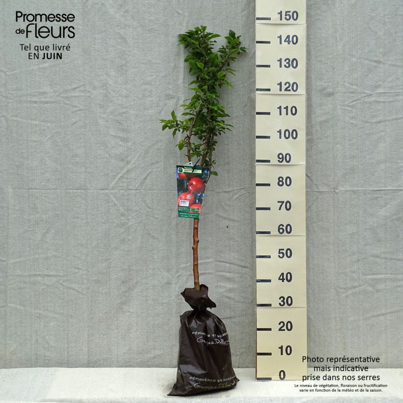 Spécimen de Pommier Delbard Celeste - Georges Delbard Motte "Prêt-à-planter", Gobelet tel que livré au printemps