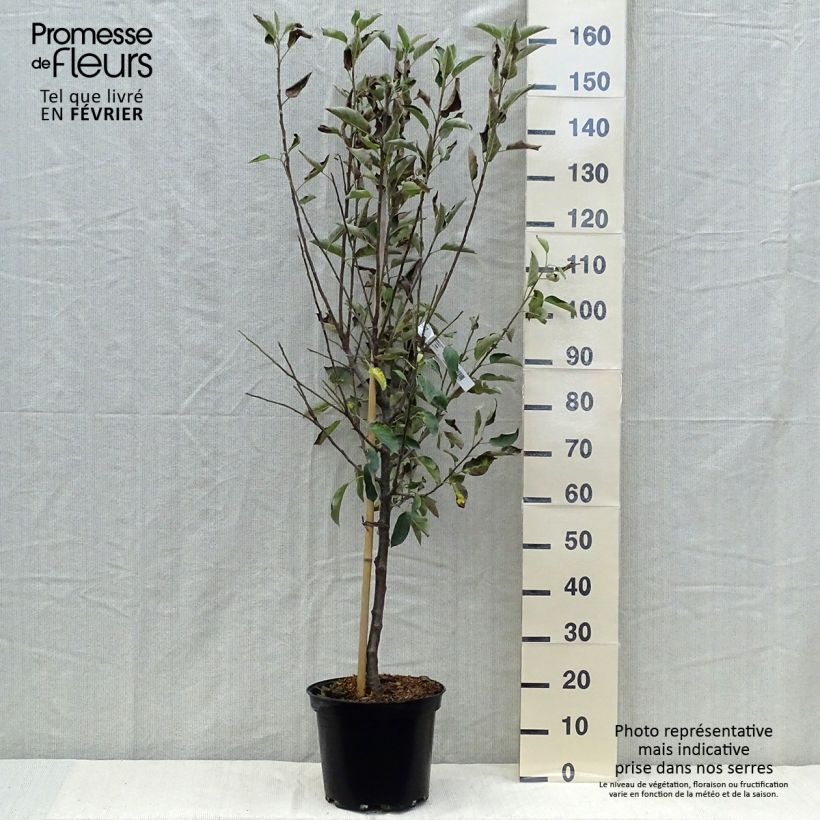 Spécimen de Pommier Elstar Pot de 7,5L/10L, Gobelet tel que livré en automne