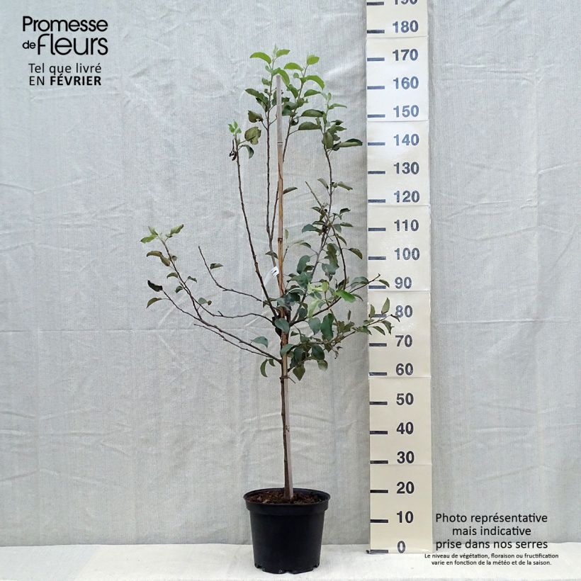 Spécimen de Pommier Fuji Pot de 7,5L/10L, Gobelet tel que livré en automne