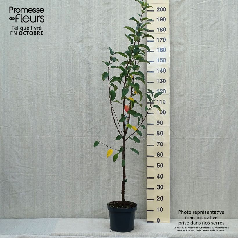 Spécimen de Pommier Gloster Pot de 7,5L/10L, Gobelet tel que livré en automne