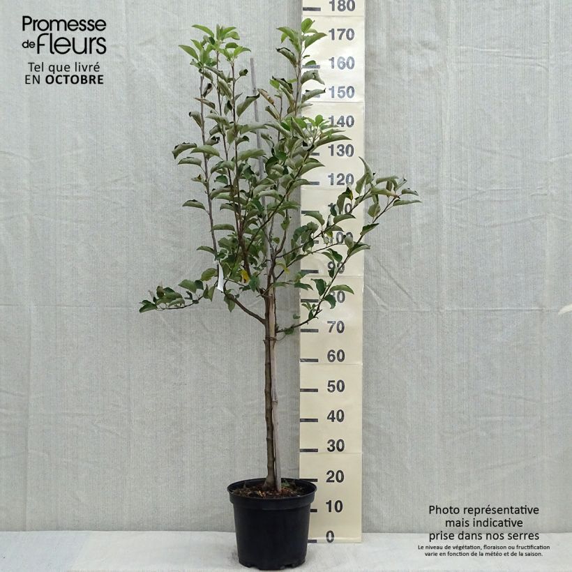 Spécimen de Pommier Golden Delicious Pot de 7,5L/10L, Gobelet tel que livré en automne