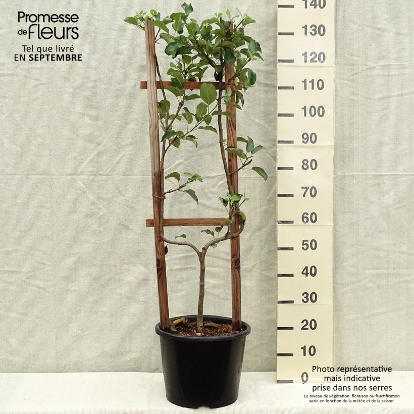 Spécimen de Pommier Golden Delicious Pot de 7,5L/10L, Palmette simple U tel que livré en automne