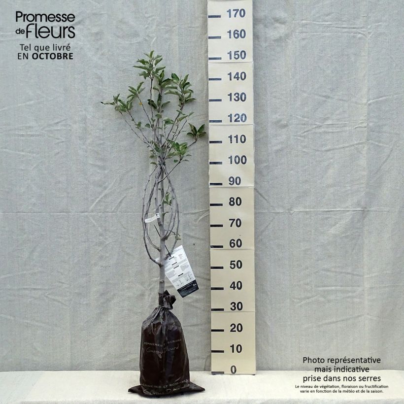 Spécimen de Pommier Harmonie - Georges Delbard Motte "Prêt-à-planter", Gobelet tel que livré en automne