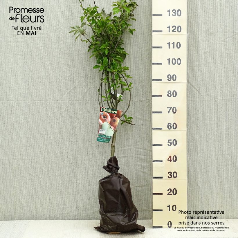 Spécimen de Pommier Harmonie - Georges Delbard Motte "Prêt-à-planter", Gobelet tel que livré au printemps