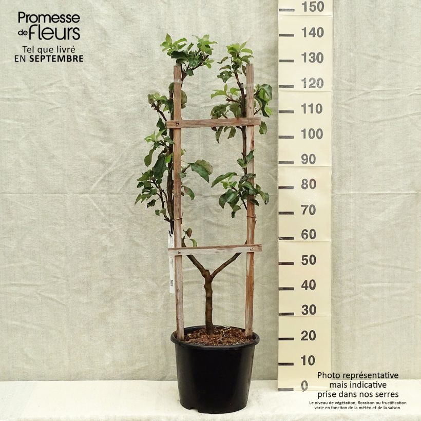 Spécimen de Pommier Jonagold Pot de 7,5L/10L, Palmette simple U tel que livré en automne