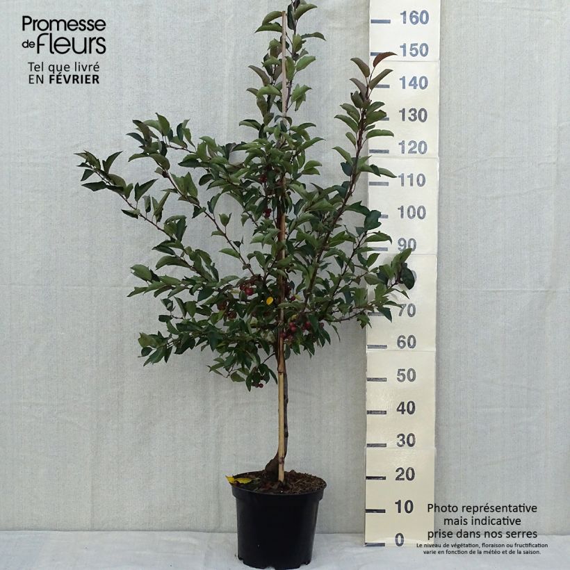 Spécimen de Pommier d'ornement - Malus Diable Rouge Pot de 7,5L/10L, Quenouille tel que livré en automne