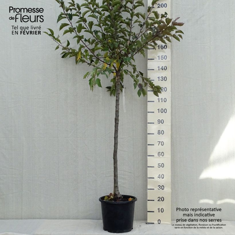 Spécimen de Pommier d'ornement - Malus Diable Rouge Pot de 12L/15L tel que livré en automne
