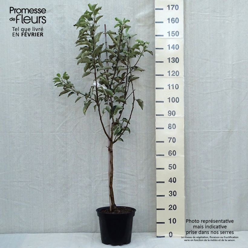 Spécimen de Pommier Idared - Malus domestica Pot de 7,5L/10L, Gobelet tel que livré en automne