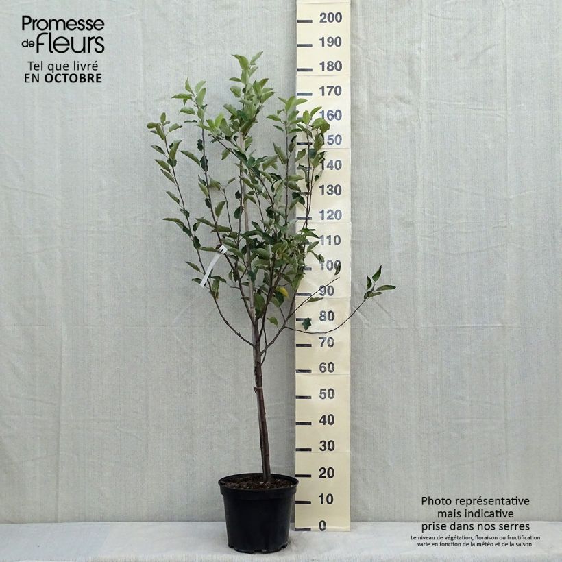 Spécimen de Pommier Melrose Pot de 7,5L/10L, Gobelet tel que livré en automne