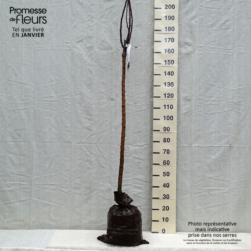 Spécimen de Pommier Rambour d'Hiver  Motte "Prêt-à-planter", Demi-Tige tel que livré en hiver