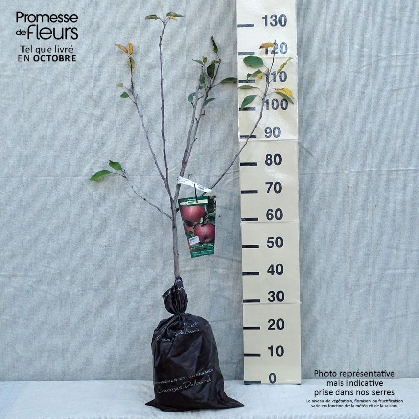 Spécimen de Pommier Regali - Georges Delbard Motte "Prêt-à-planter", Gobelet tel que livré en automne