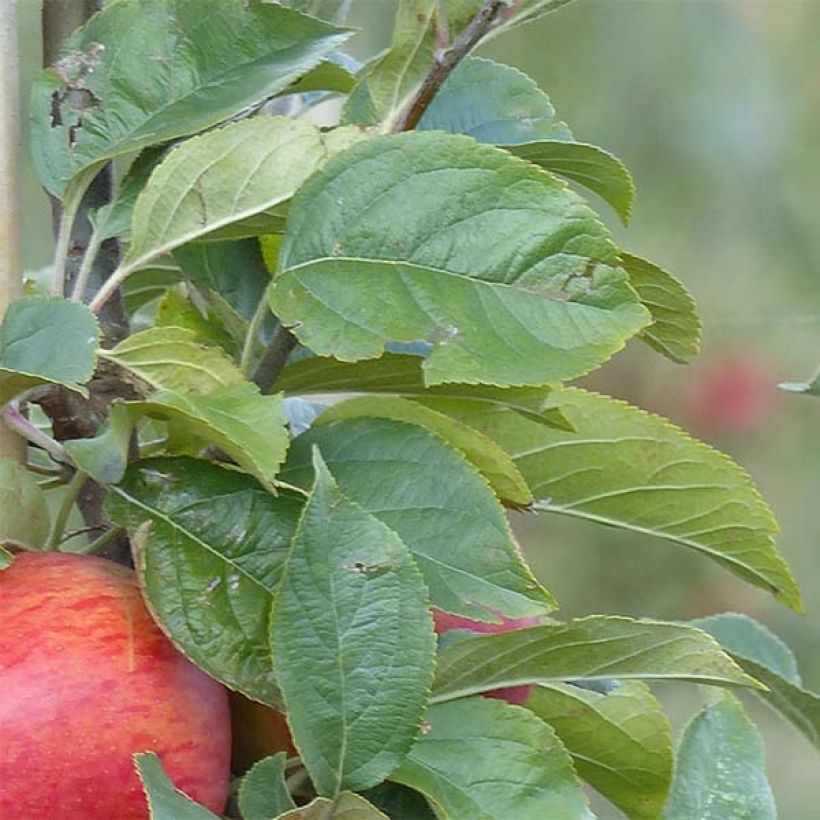 Pommier Reine des Reinettes (Feuillage)