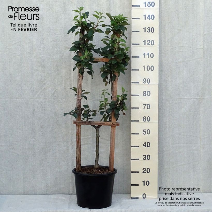 Spécimen de Pommier Reine des Reinettes Pot de 12L/15L, Palmette simple U tel que livré en automne