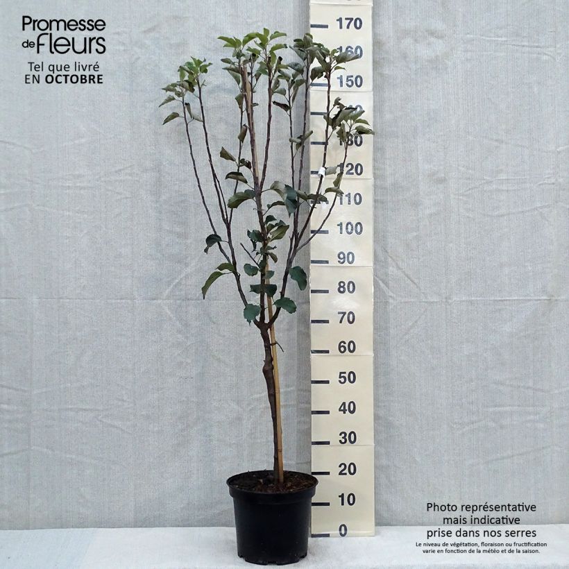 Spécimen de Pommier Reinette de Brive Pot de 7,5L/10L, Gobelet tel que livré en automne