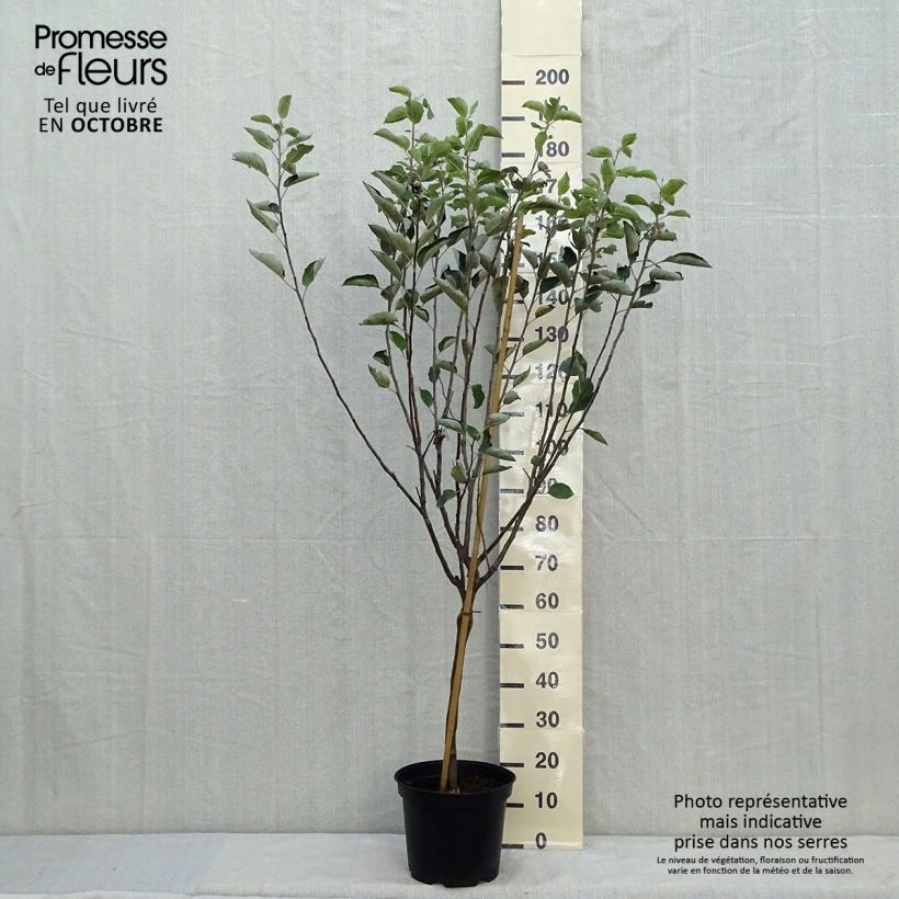 Spécimen de Pommier Reinette de Caux Pot de 7,5L/10L, Gobelet tel que livré en automne