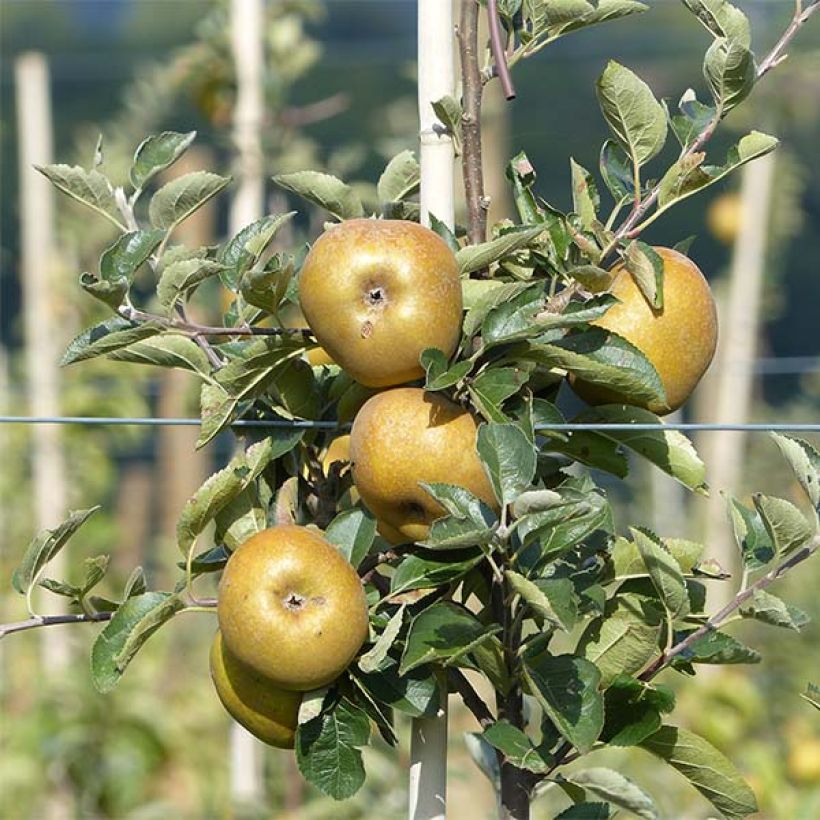 Pommier Reinette grise du Canada (Récolte)