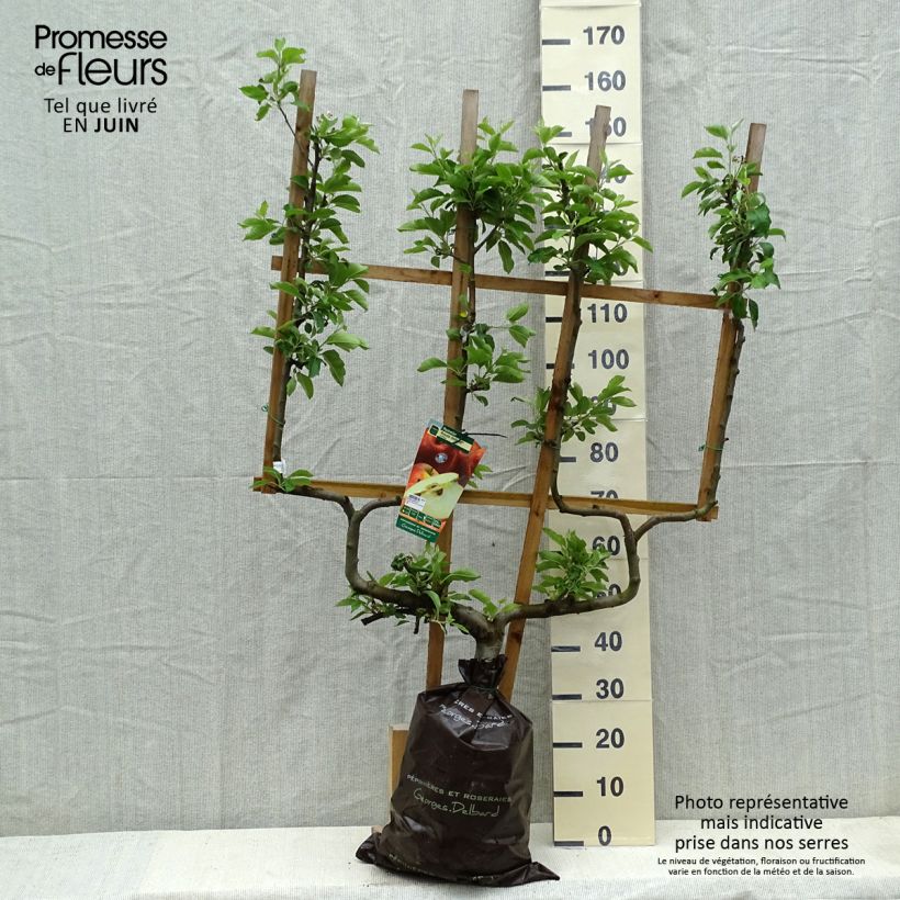 Spécimen de Pommier Royale Delbard - Delbardivine - Georges Delbard Motte "Prêt-à-planter", Palmette double U tel que livré au printemps