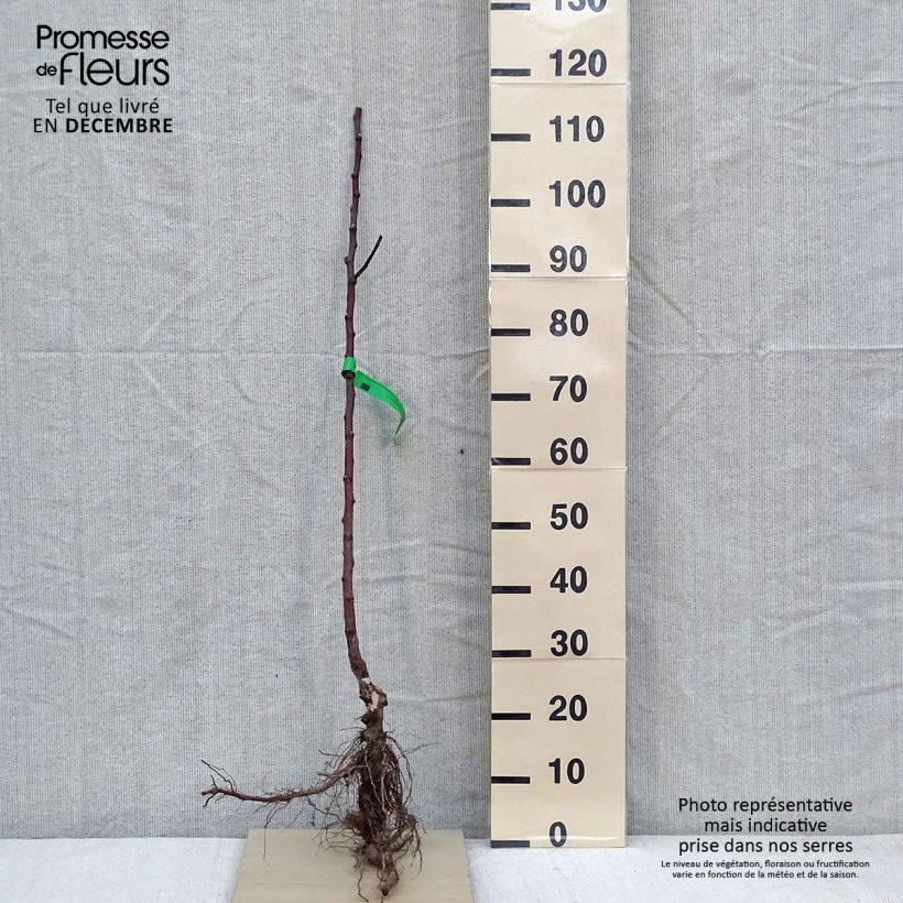 Spécimen de Pommier Transparente de Croncels Bio Grandes Racines nues, Scion tel que livré en hiver