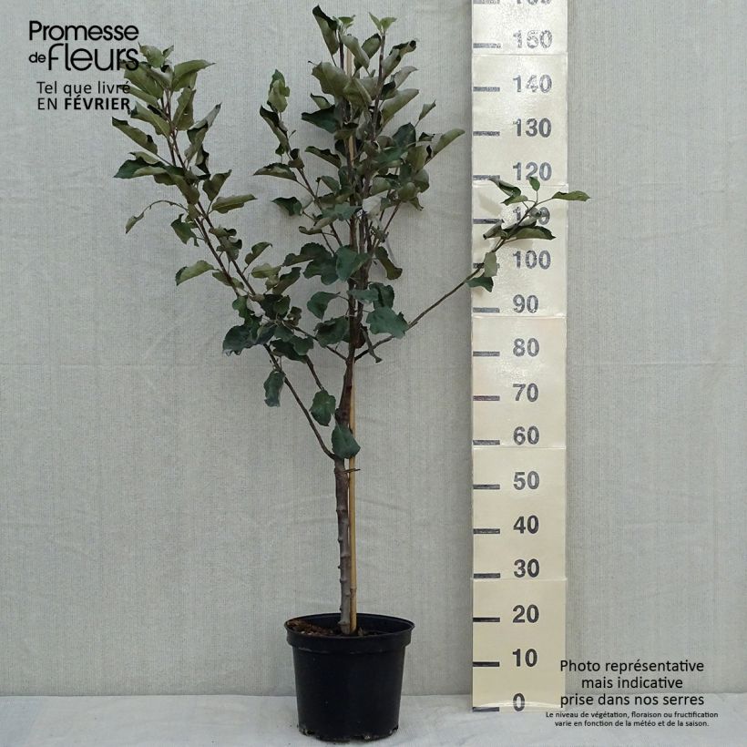 Spécimen de Pommier Transparente de Croncels Pot de 7,5L/10L, Gobelet tel que livré en automne