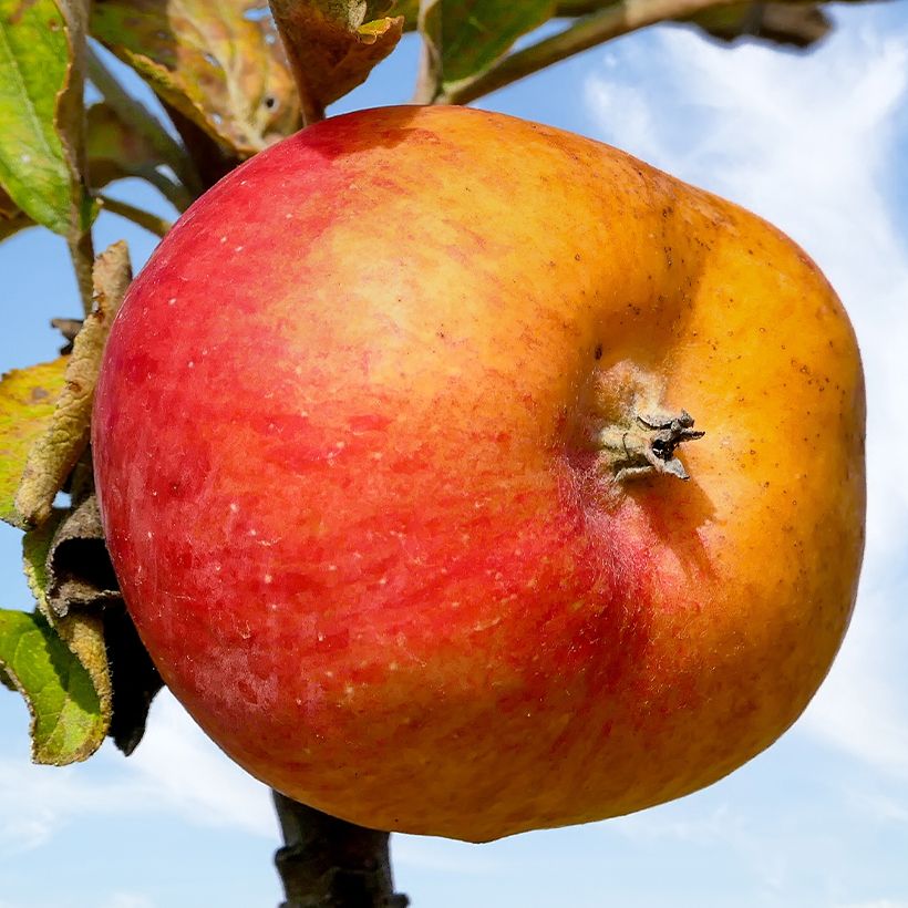 Pommier à cidre Douce Moën (Récolte)