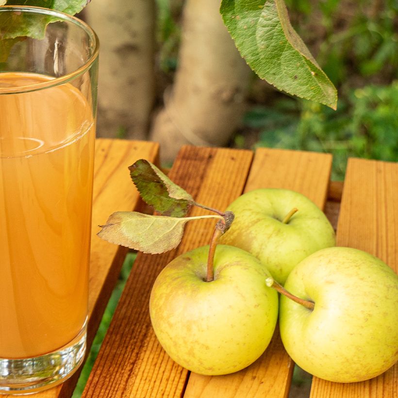 Pommier à cidre Petit Jaune (Récolte)
