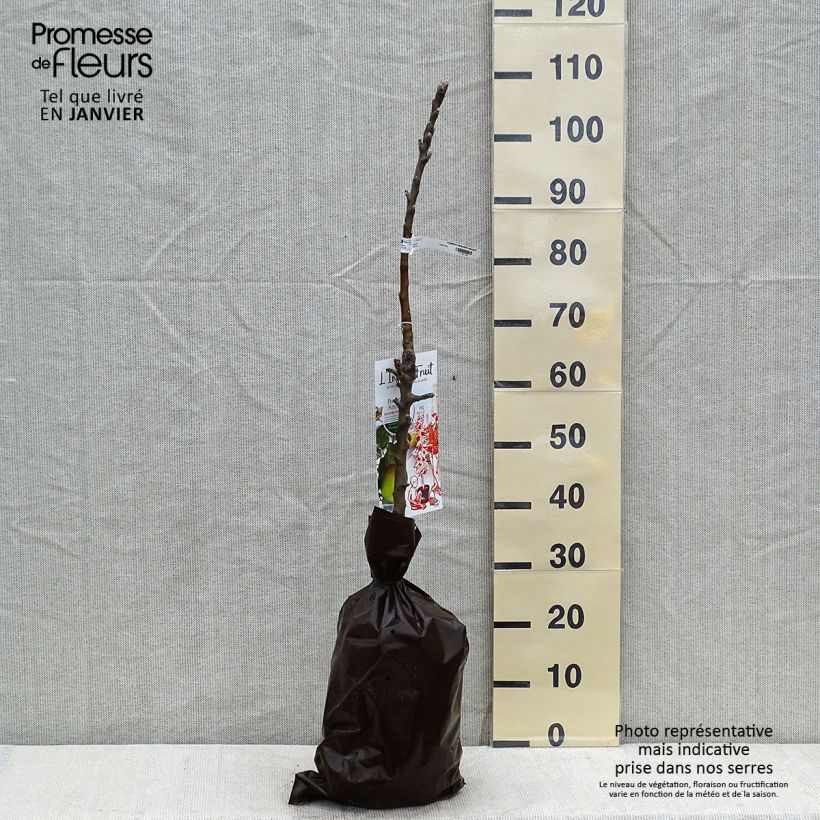 Spécimen de Pommier colonnaire Amboise - Georges Delbard Motte "Prêt-à-planter", Colonnaire tel que livré en hiver