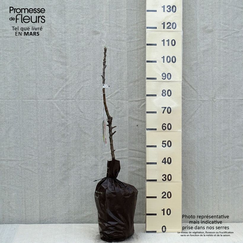 Manzano columnar Amboise Cepellón "listo para plantar", Columnar Ejemplar entregado en la primavera