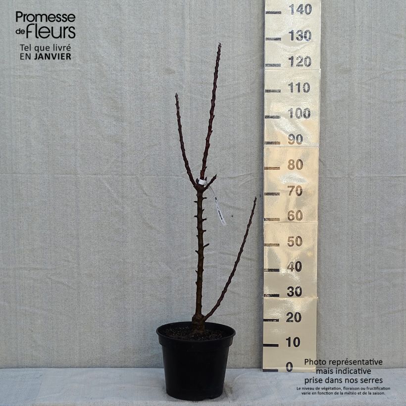 Spécimen de Pommier colonnaire Ballerina ® Polka Pot de 7,5L/10L, Colonnaire tel que livré en hiver