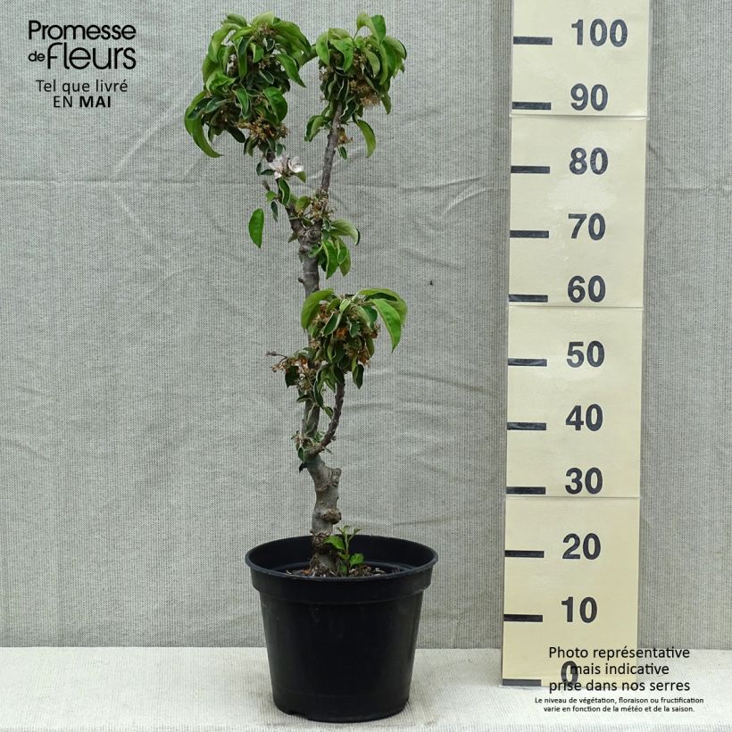 Amostra de Macieira colunar Ballerina Valse - Malus domestica Vaso de 7,5 L/10 L, Colunar tal como entregue na primavera
