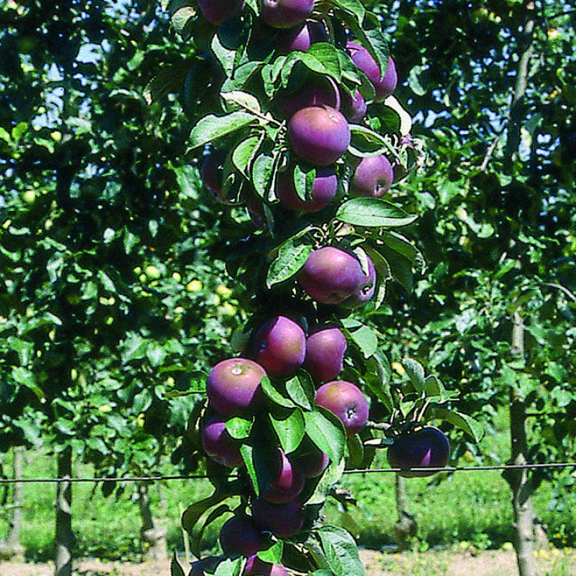Pommier colonnaire Chinon - Georges Delbard (Récolte)