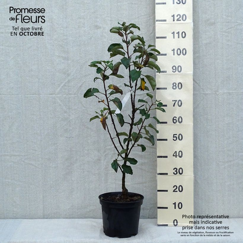 Spécimen de Pommier colonnaire Rondo Pot de 6L/7L, Colonnaire tel que livré en automne