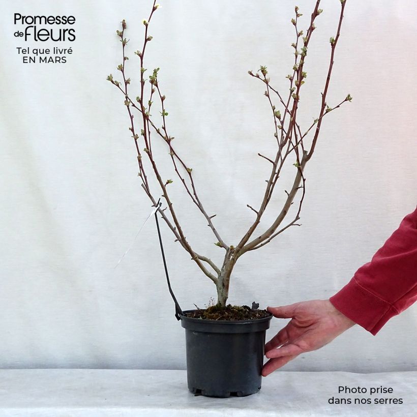 Spécimen de Pommier d'ornement - Malus Perpetu Evereste Pot de 3L/4L tel que livré en hiver