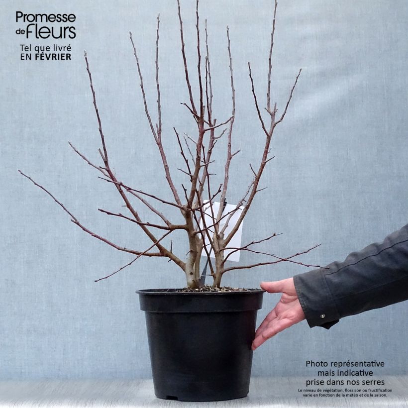 Spécimen de Pommier d'ornement - Malus Perpetu Evereste Pot de 6L/7L, Touffe tel que livré en hiver