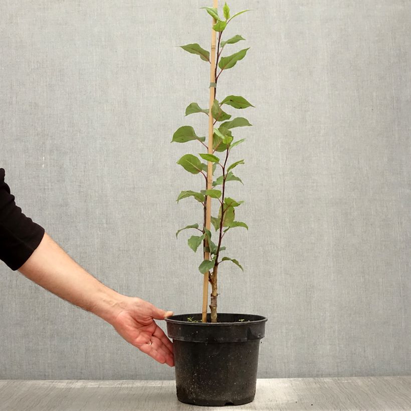Spécimen de Pommier d'ornement nain Kaido - Malus x micromalus Pot de 4L/5L tel que livré en automne