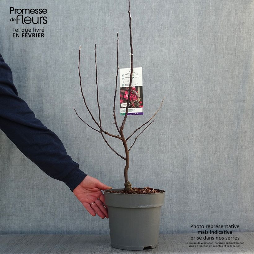 Spécimen de Pommier d'ornement - Malus Dark Rosaleen Pot de 6L/7L tel que livré en hiver