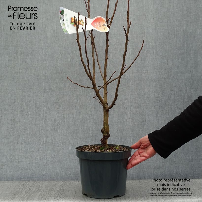 Spécimen de Pommier d'ornement - Malus Golden Hornet Pot de 4L/5L tel que livré en hiver
