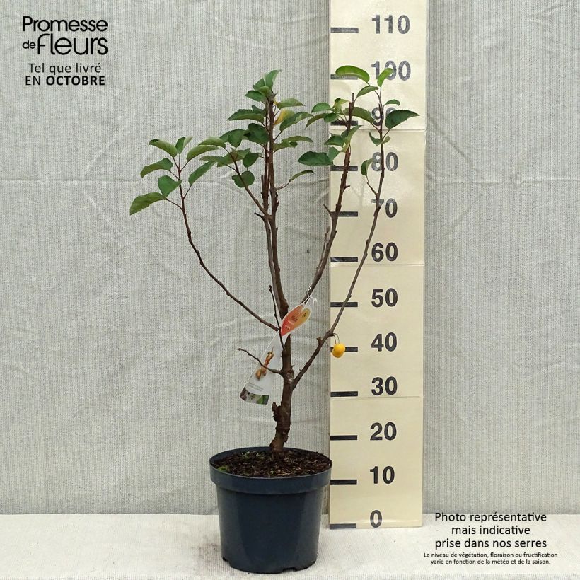 Spécimen de Pommier d'ornement - Malus Golden Hornet Pot de 6L/7L tel que livré en automne